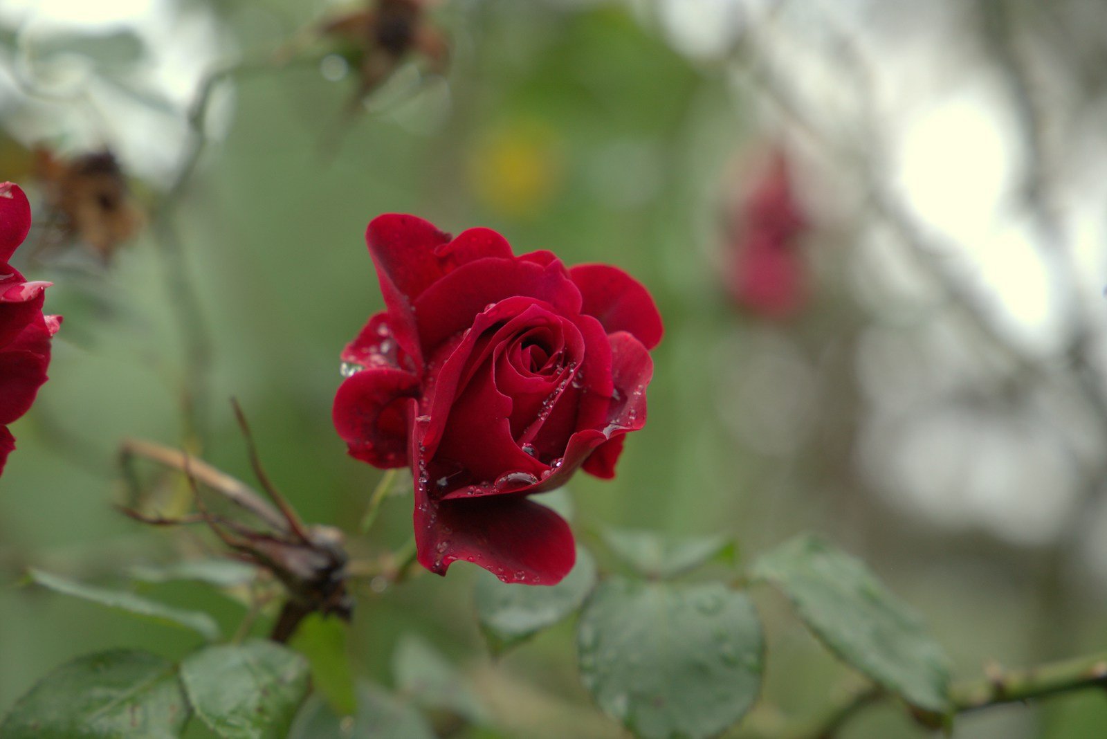 Comparaison de tiges de roses selon leur origine