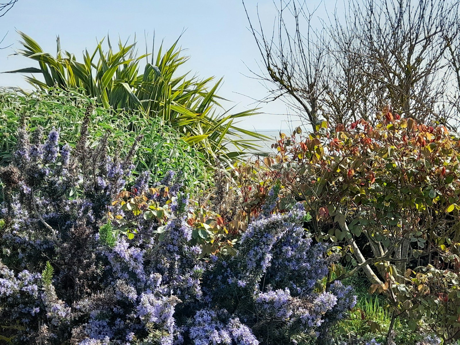 Cotinus en isolé, point de couleur dans un jardin