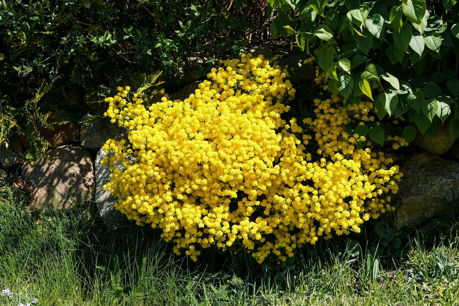 Cotinus planté en plein soleil pour révéler sa couleur