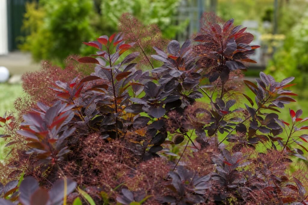 Cotinus Royal Purple, arbuste au feuillage pourpre dans un jardin