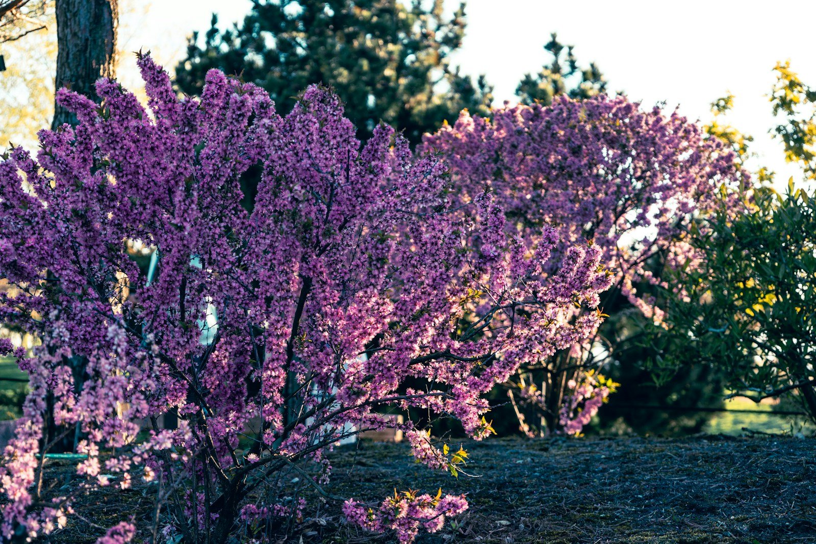 Cotinus Royal Purple au feuillage pourpre profond dans un jardin