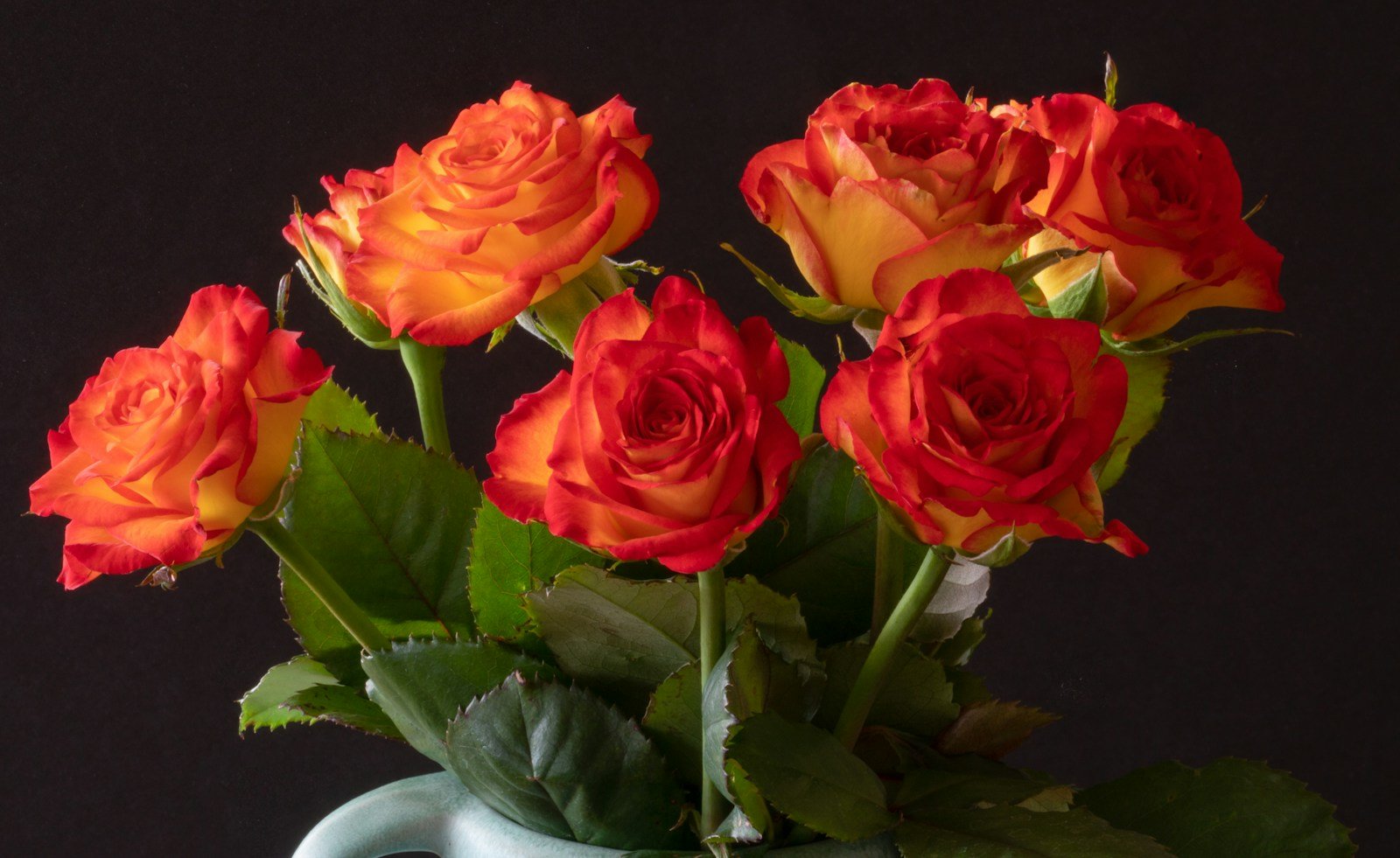 Coupe en biseau d'une tige de rose avant mise en vase