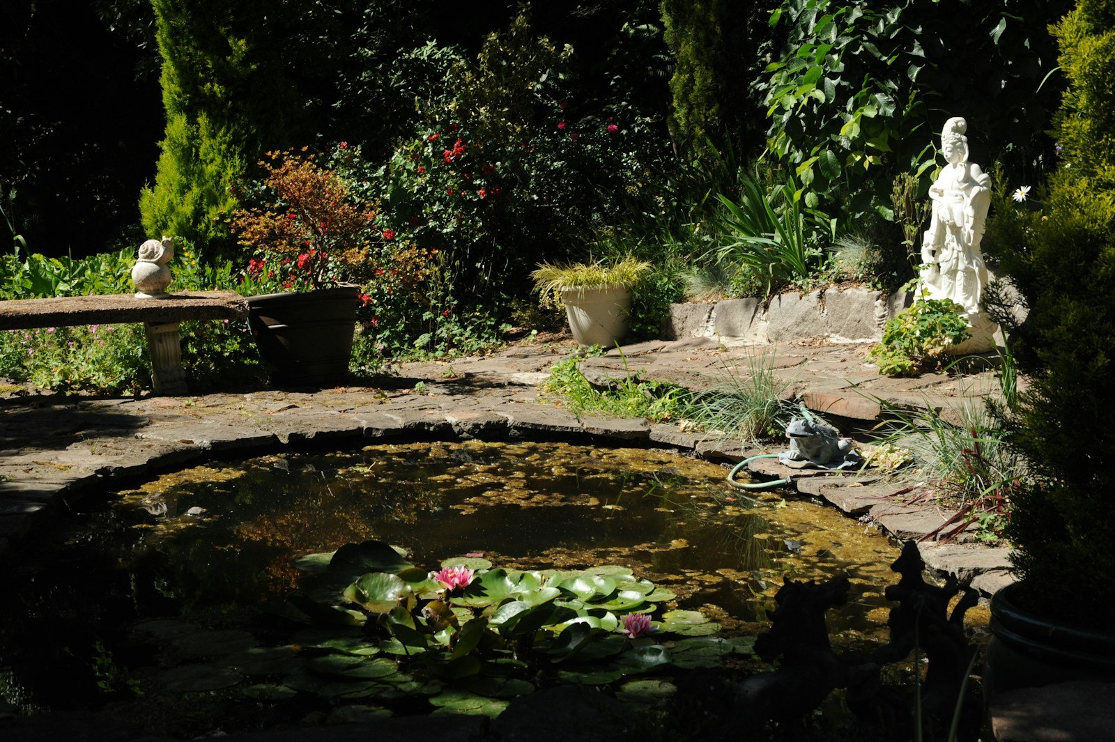 Coupelle d'eau peu profonde laissée à disposition dans le jardin