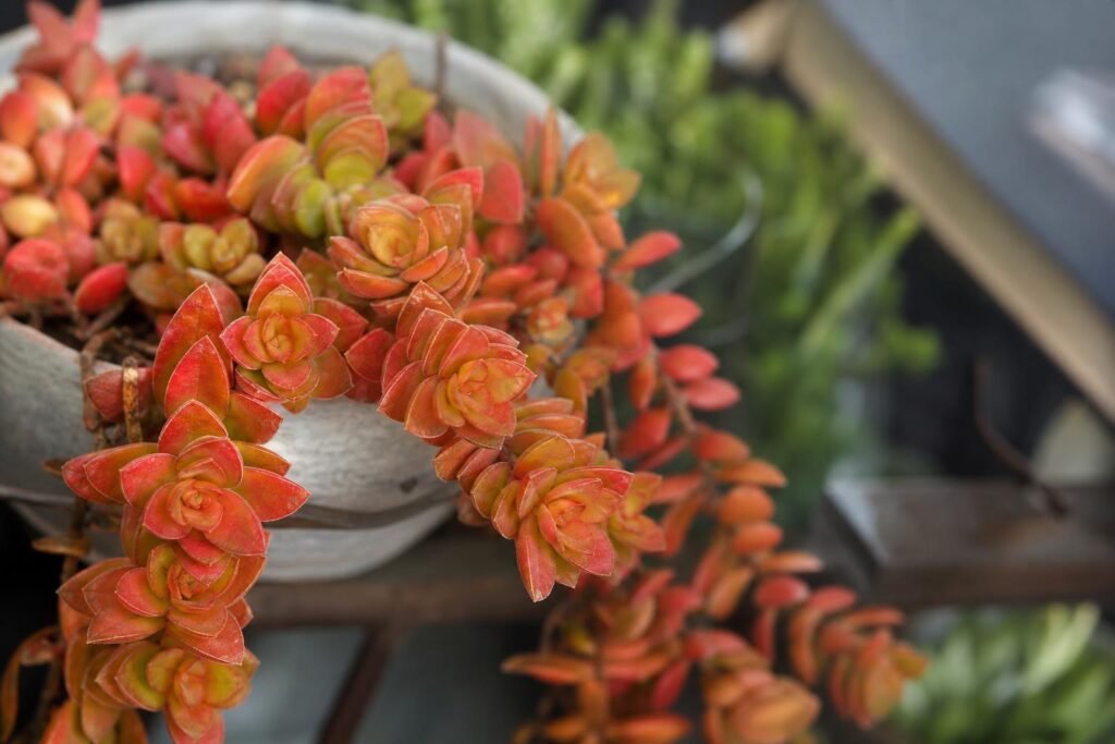 Crassula capitella 'Campfire' en rosette retombante aux teintes rouge orangé