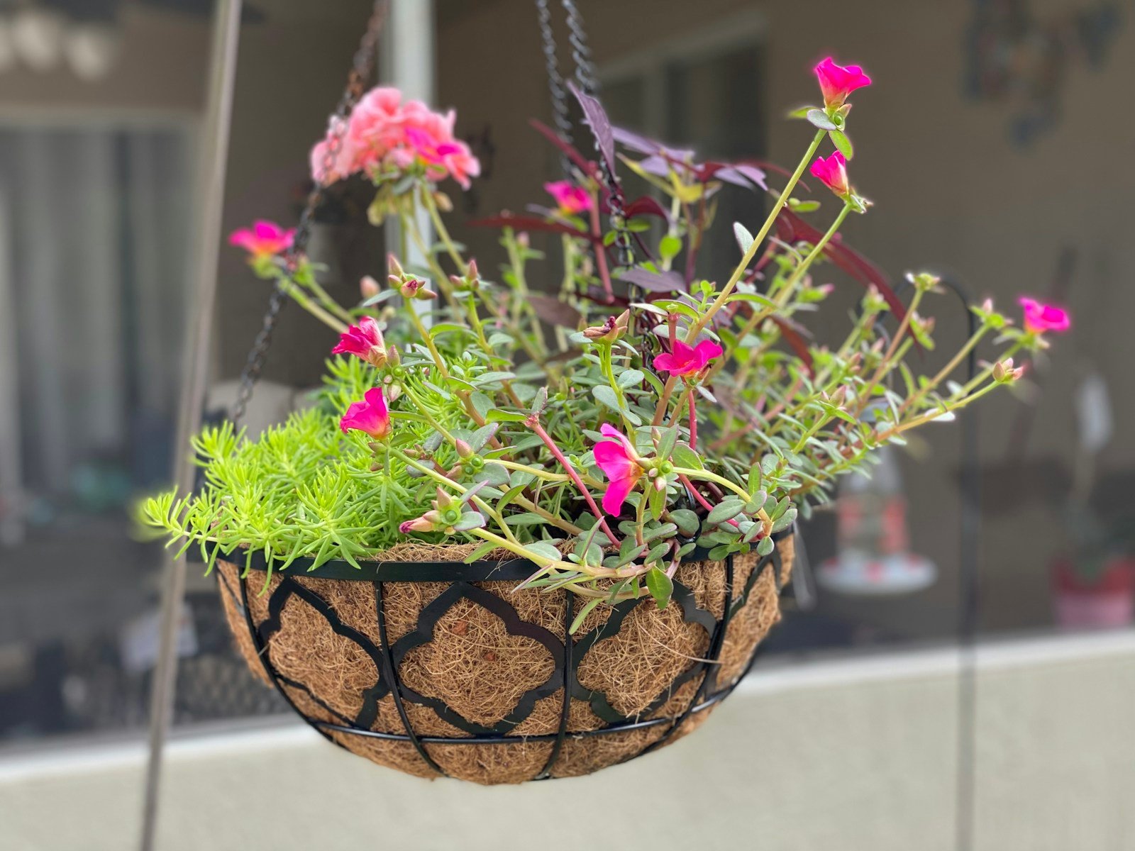 Crassula capitella cultivé en suspension