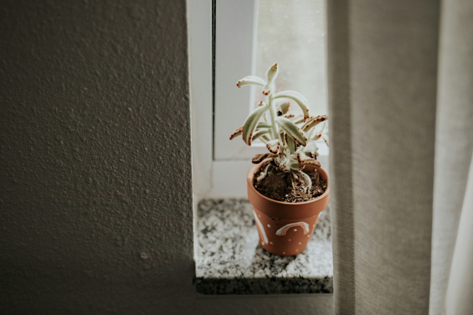 Crassula posé près d'une fenêtre lumineuse