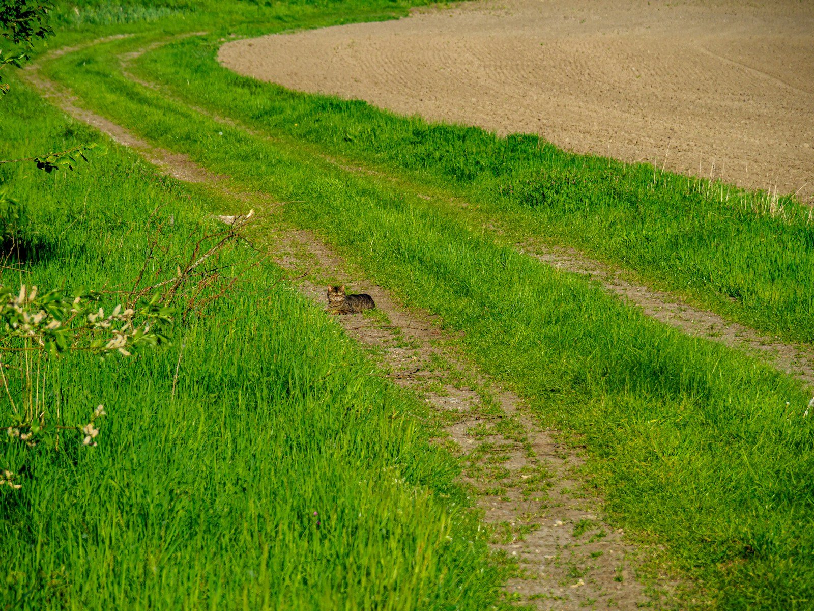 Crotte de renard déposée bien en évidence sur une allée de jardin