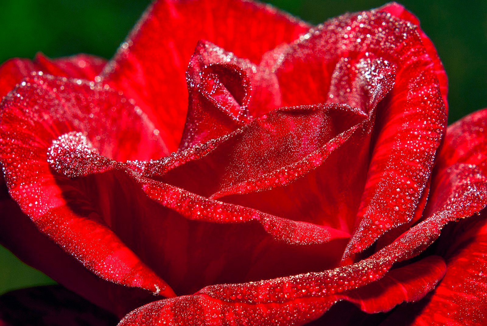 Culture de roses en altitude sous serre en Équateur