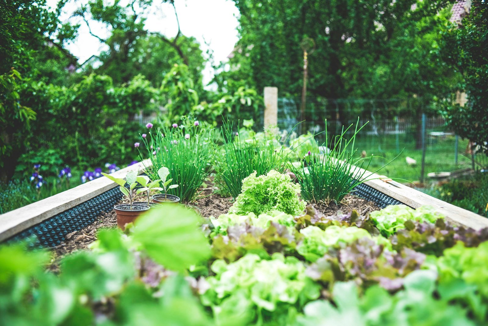 De jeunes légumes qui poussent dans un carré potager surélevé