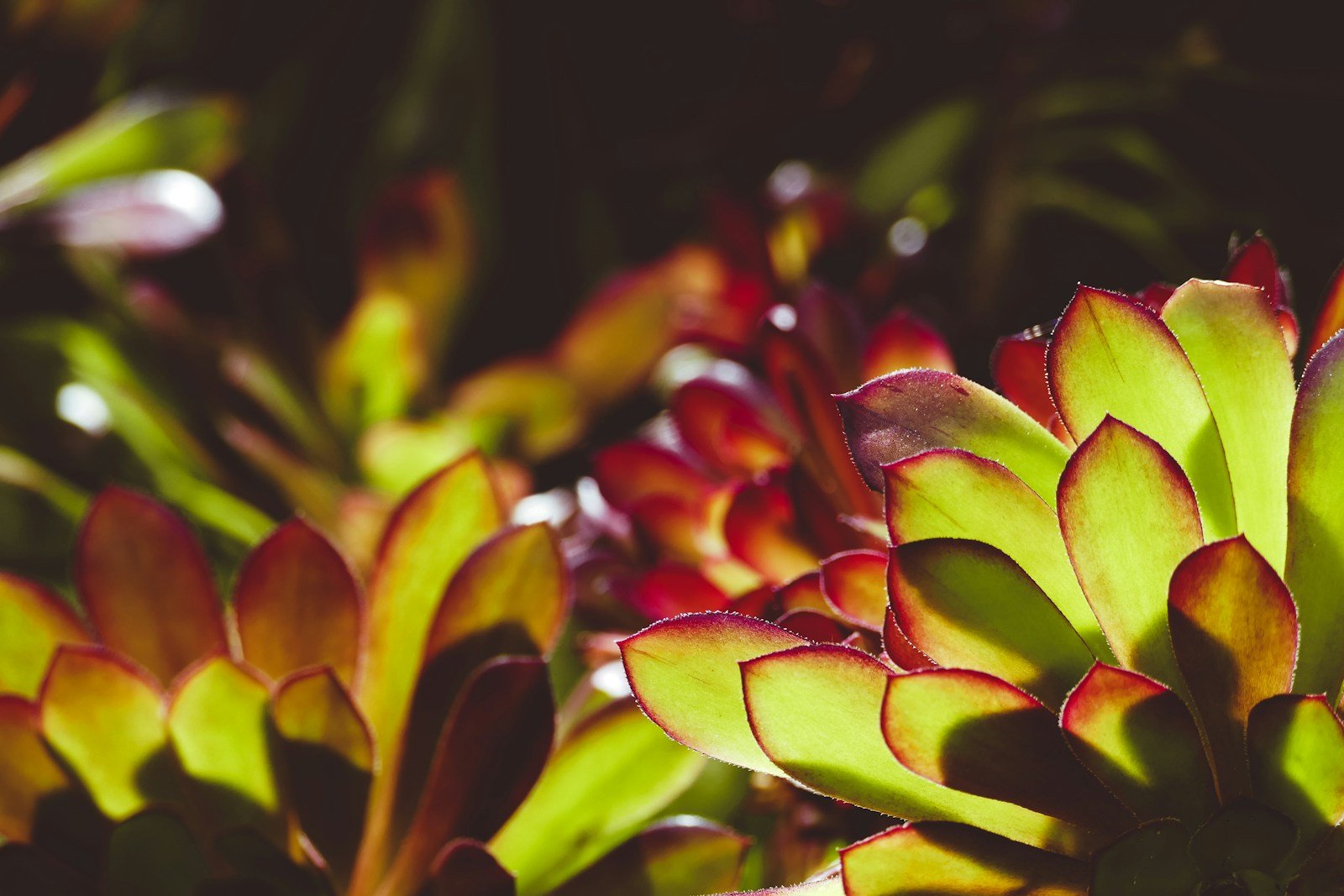 Dégradé de couleurs sur une feuille de crassula capitella, du vert au rouge