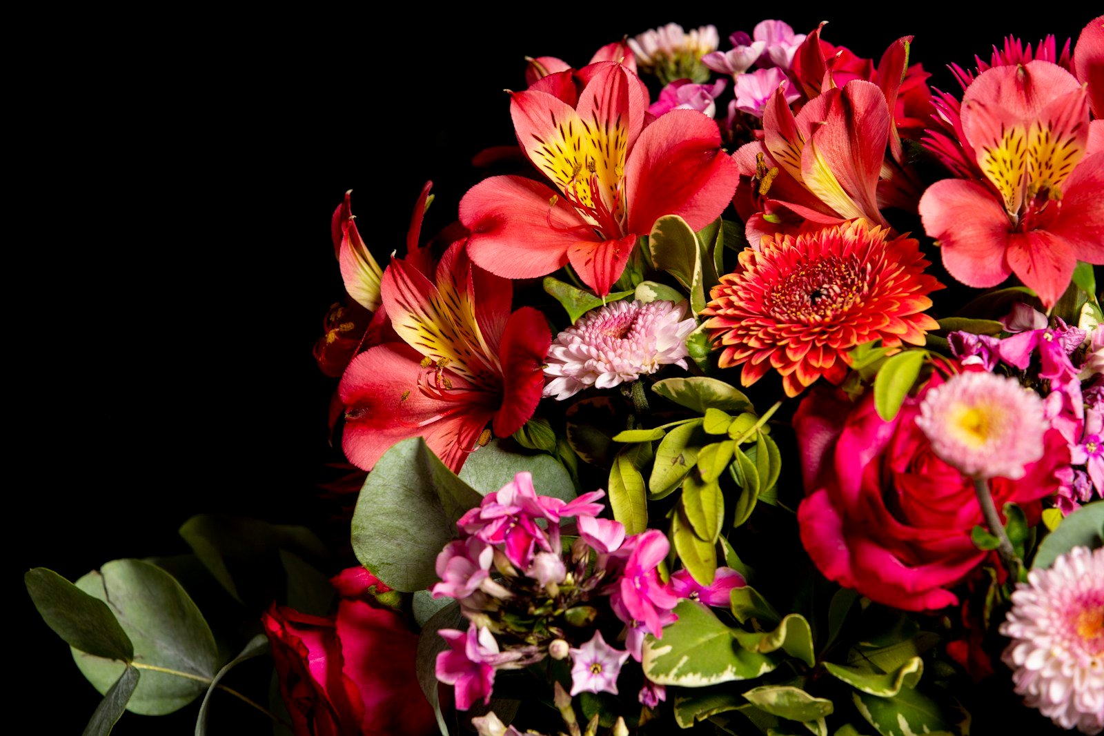 Diversité de couleurs des variétés d'alstroemeria