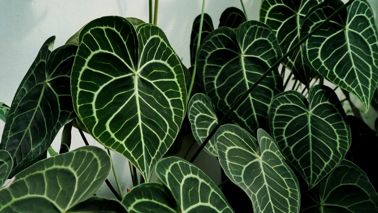 Division d'un anthurium au moment du rempotage
