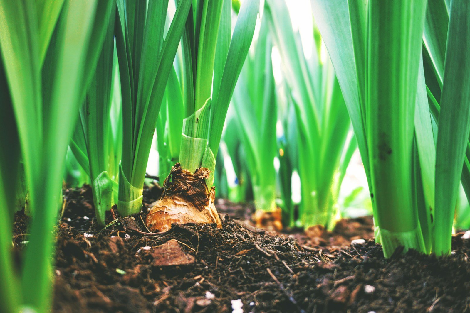 Division d'une touffe de vivace au jardin