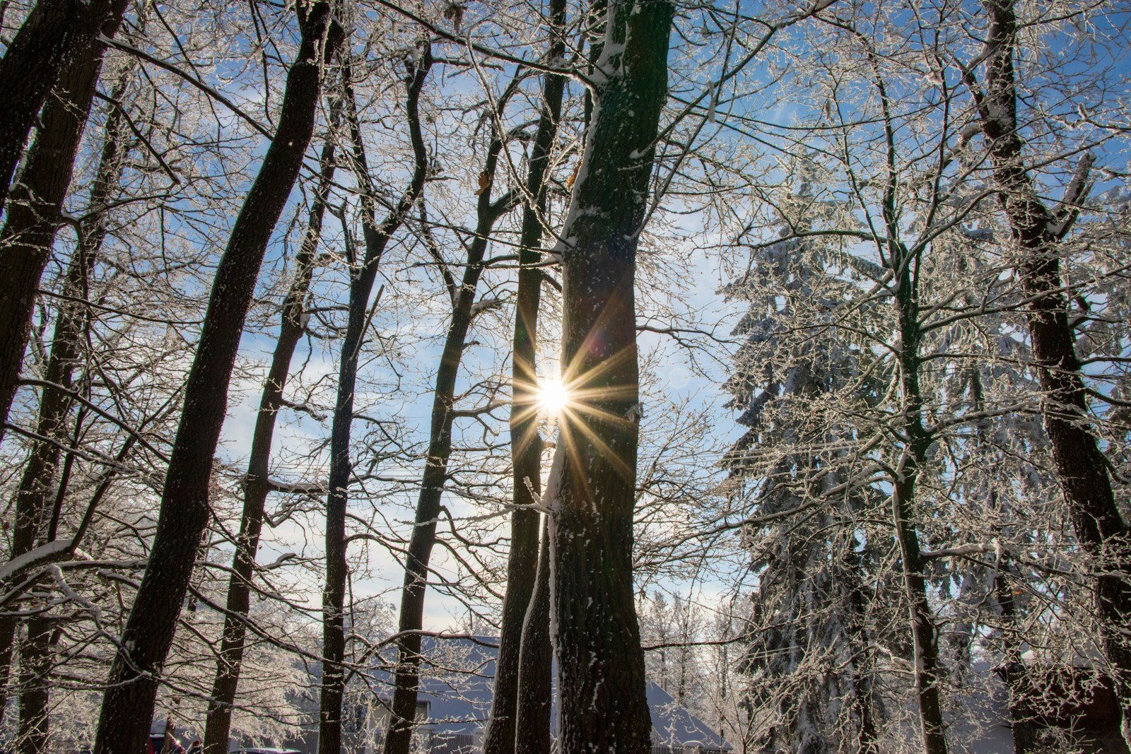 Écorce d'arbre fruitier exposée au soleil d'hiver et au gel matinal
