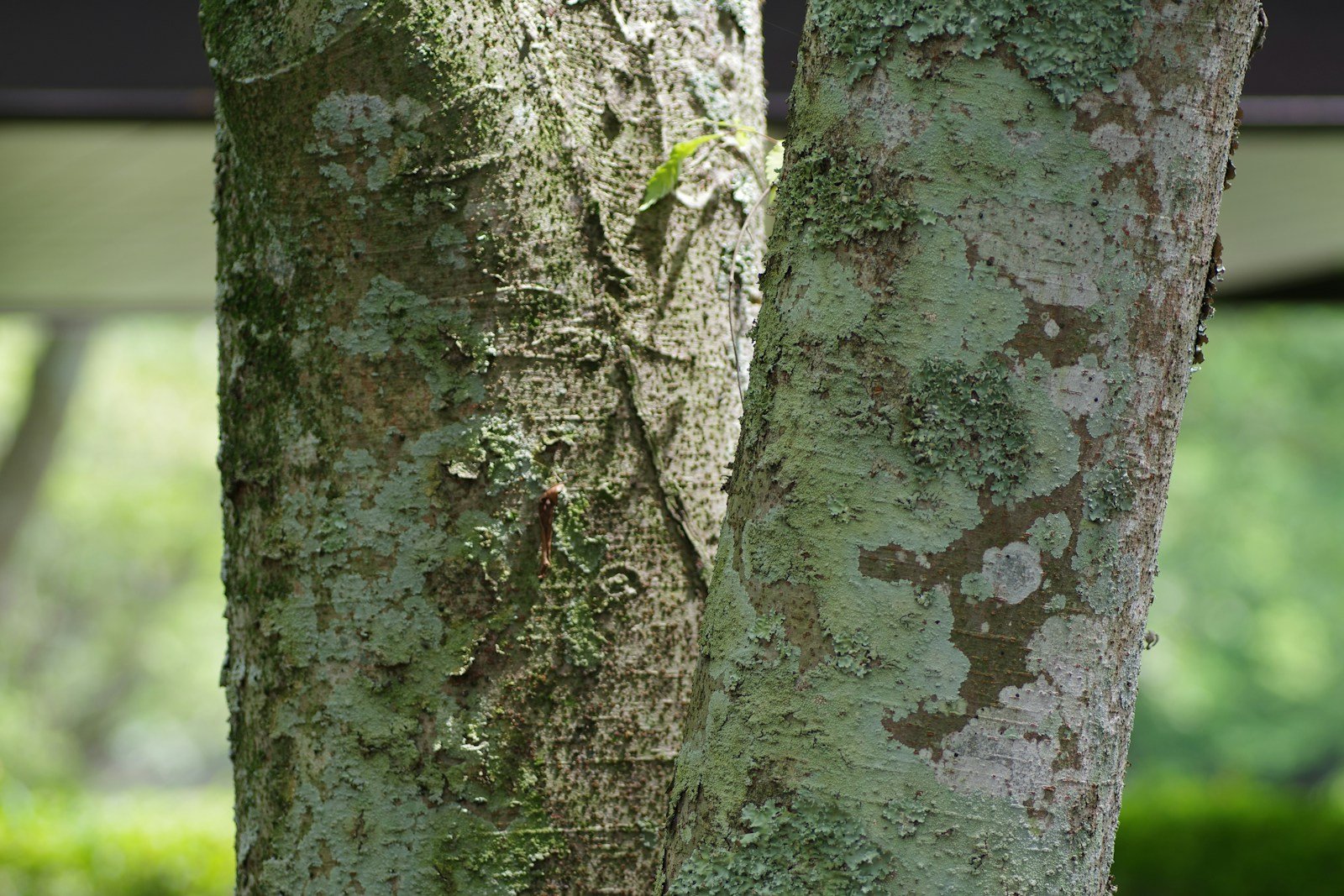 Écorce et tronc d'un magnolia dans un jardin