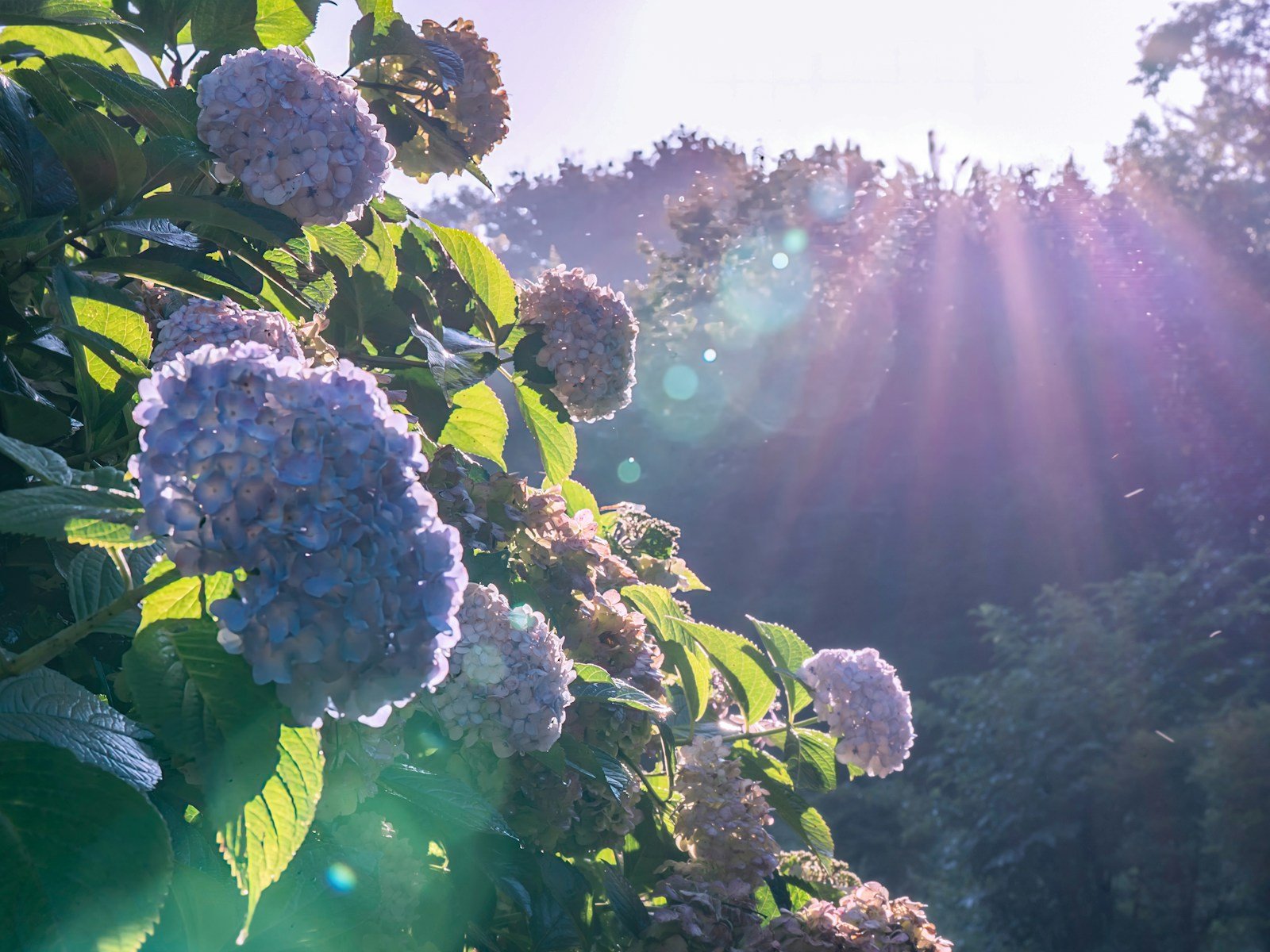 Emplacement de jardin à la lumière tamisée, propice à l'hortensia