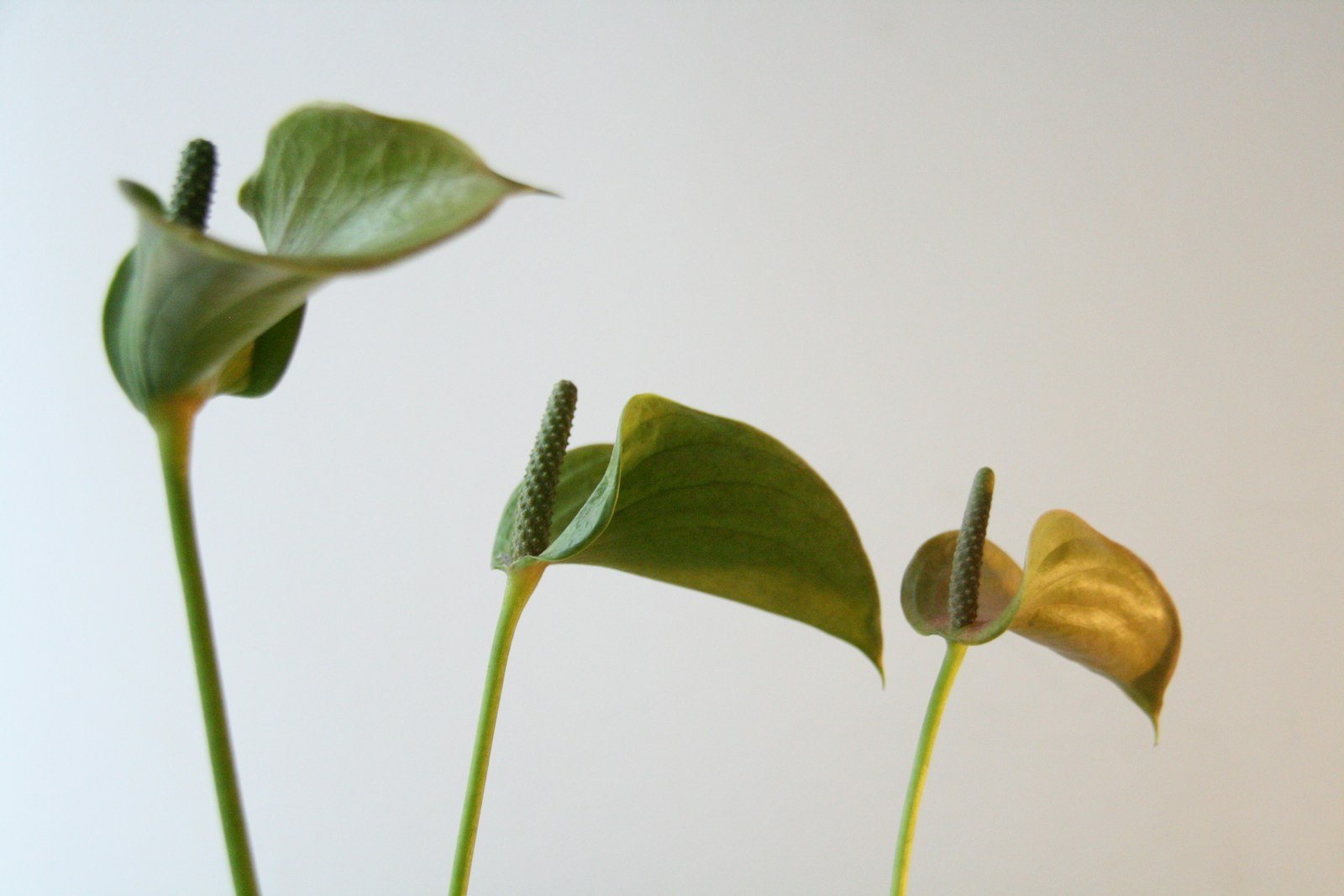 Feuillage brillant d'anthurium nettoyé et entretenu