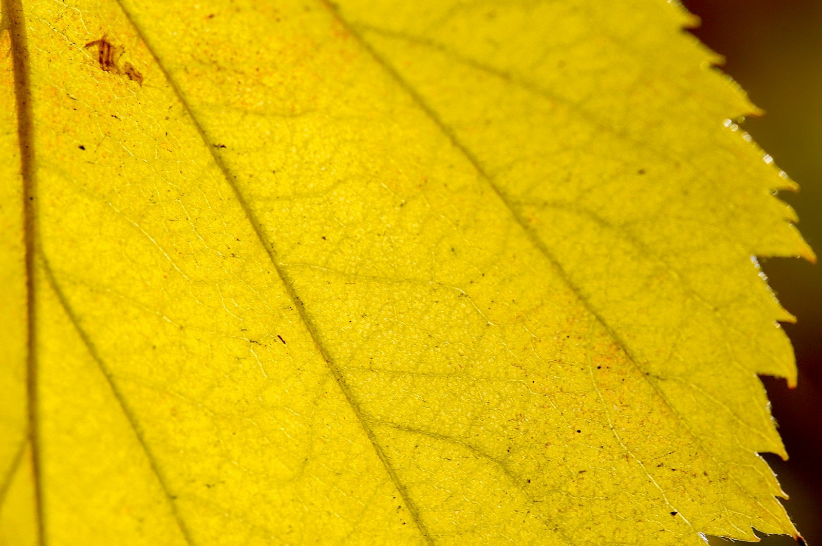 Feuillage d'arum jauni annonçant l'arrivée de l'automne