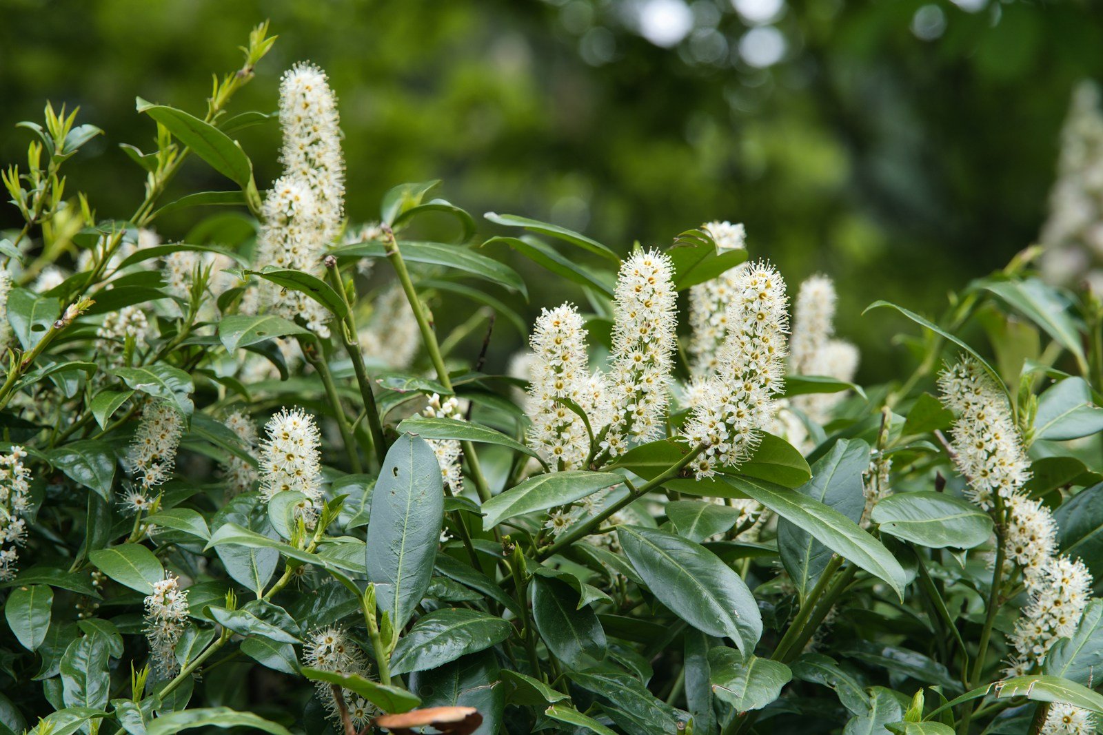 Feuillage dense du laurier-palme, Prunus laurocerasus