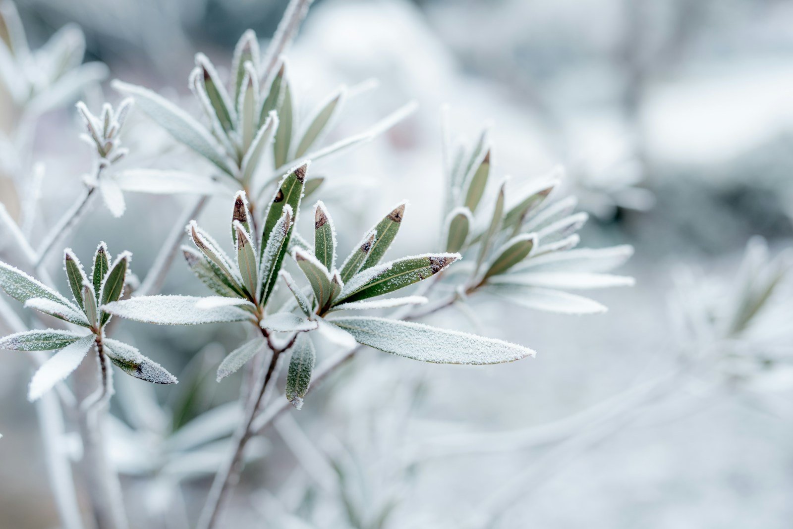 Feuillage du jasmin étoilé marqué par le gel en hiver