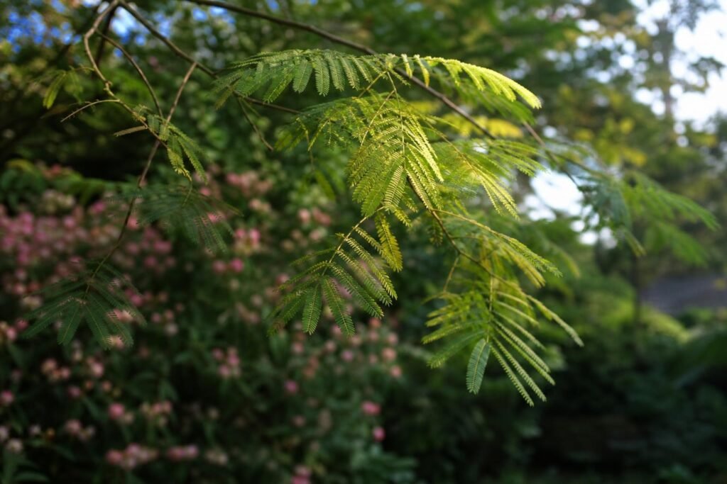 Feuillage léger d'un albizia, arbre à soie, dans un jardin