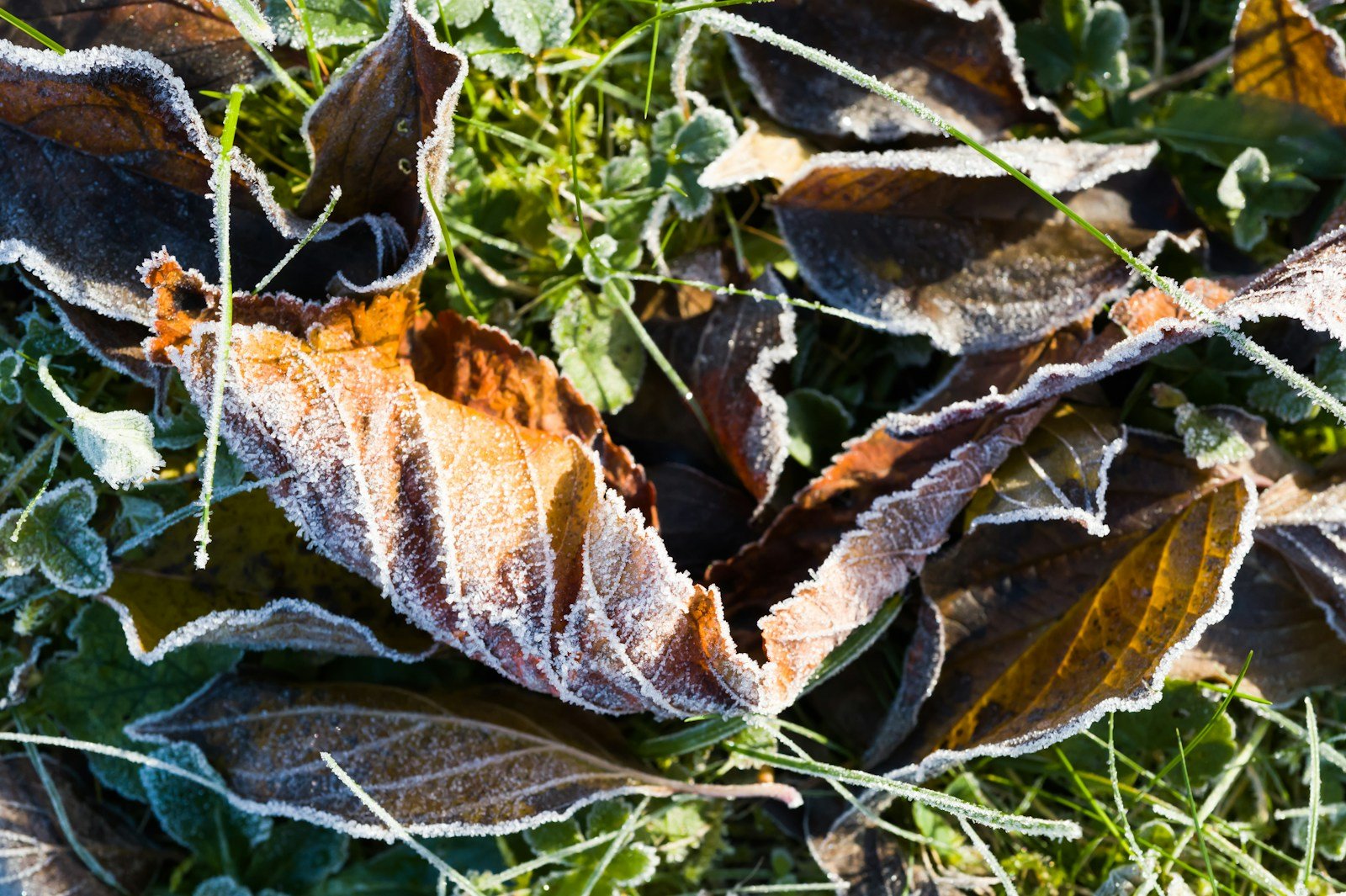 Feuillage marqué par le gel après une nuit froide