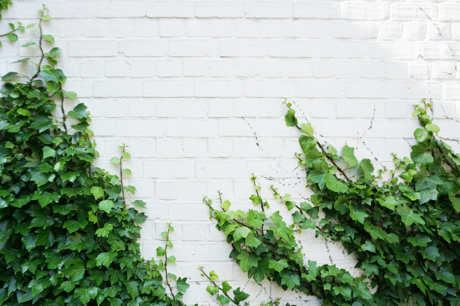 Feuillage persistant et brillant du jasmin étoilé habillant un mur