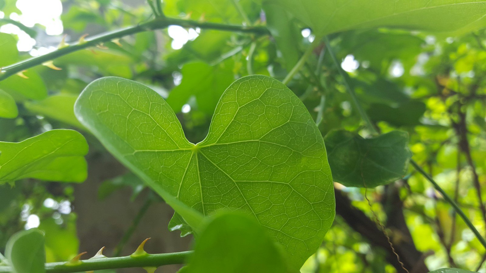 Feuille en cœur du catalpa, grande et généreuse