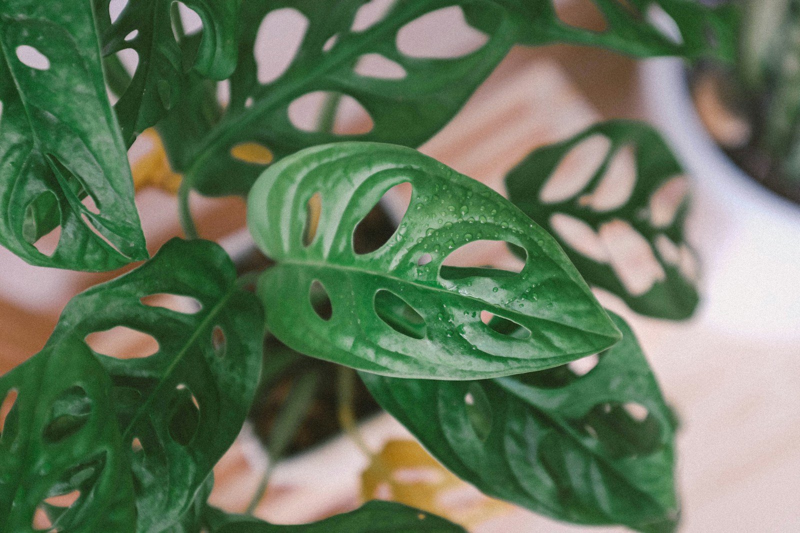 Feuille panachée de la variété monstera adansonii mint