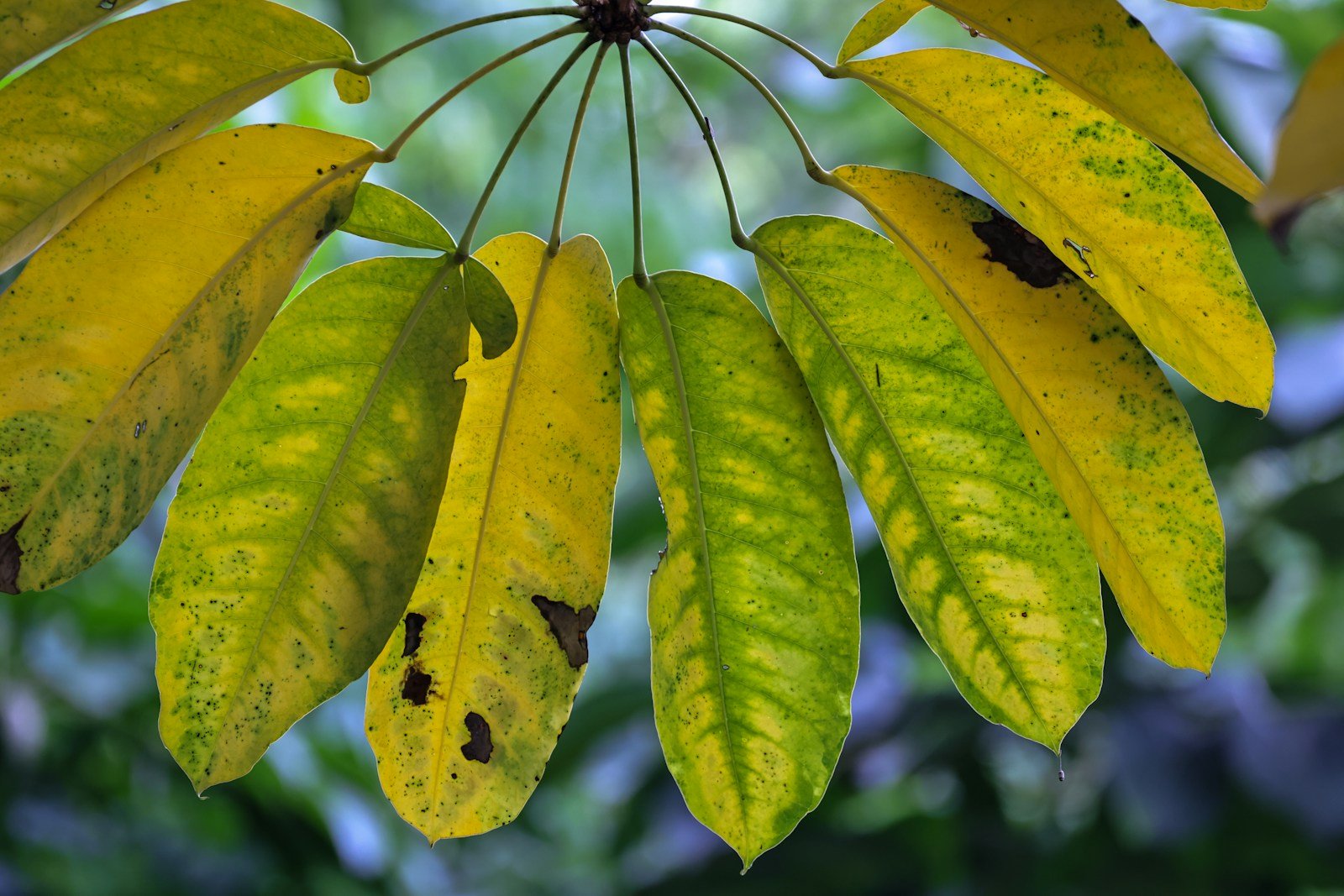 Feuilles d'albizia qui commencent à jaunir
