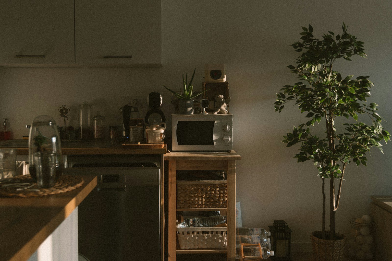 Feuilles de laurier-sauce, utilisées aussi en cuisine