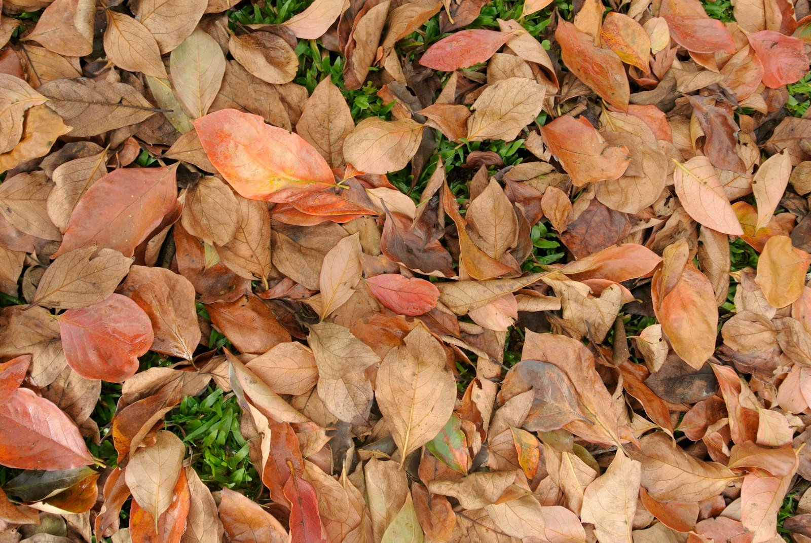 Feuilles de magnolia tombées au sol en automne