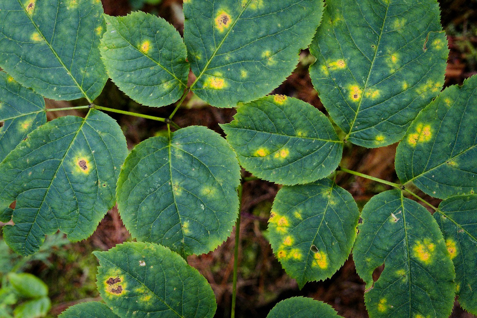 Feuilles de rosier marquées par la maladie des taches noires