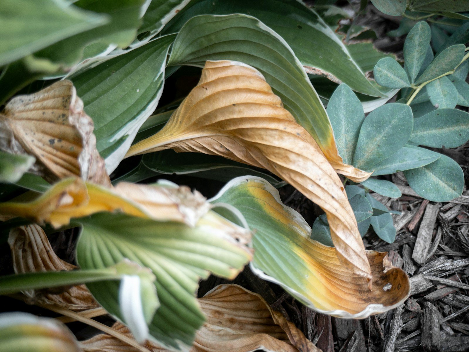 Feuilles d'impatiens flétries, signe possible de maladie