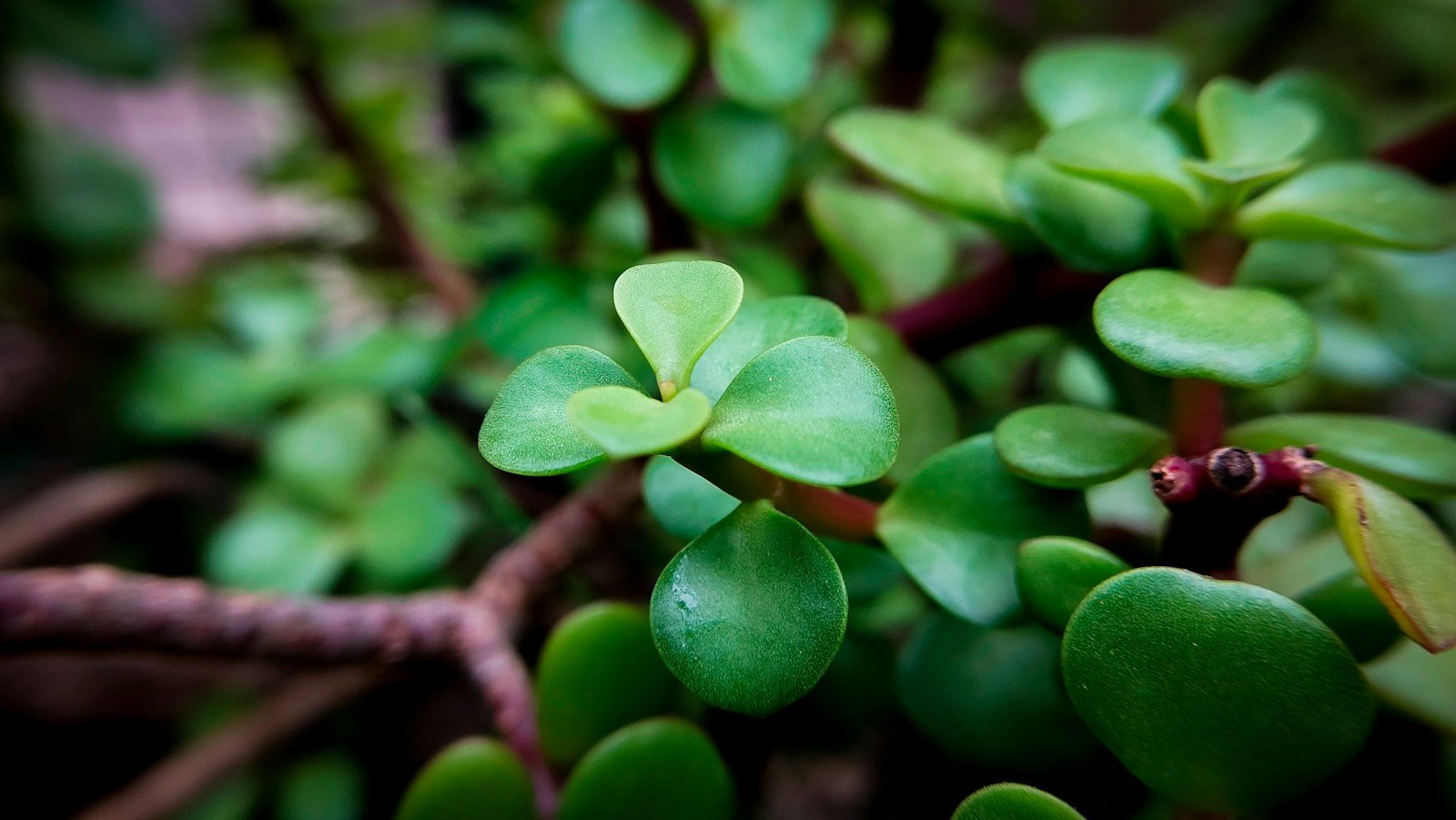 Feuilles épaisses et charnues d'un crassula