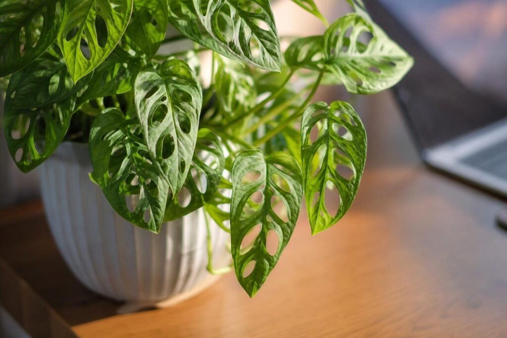 Feuilles perforées du monstera adansonii, la plante gruyère