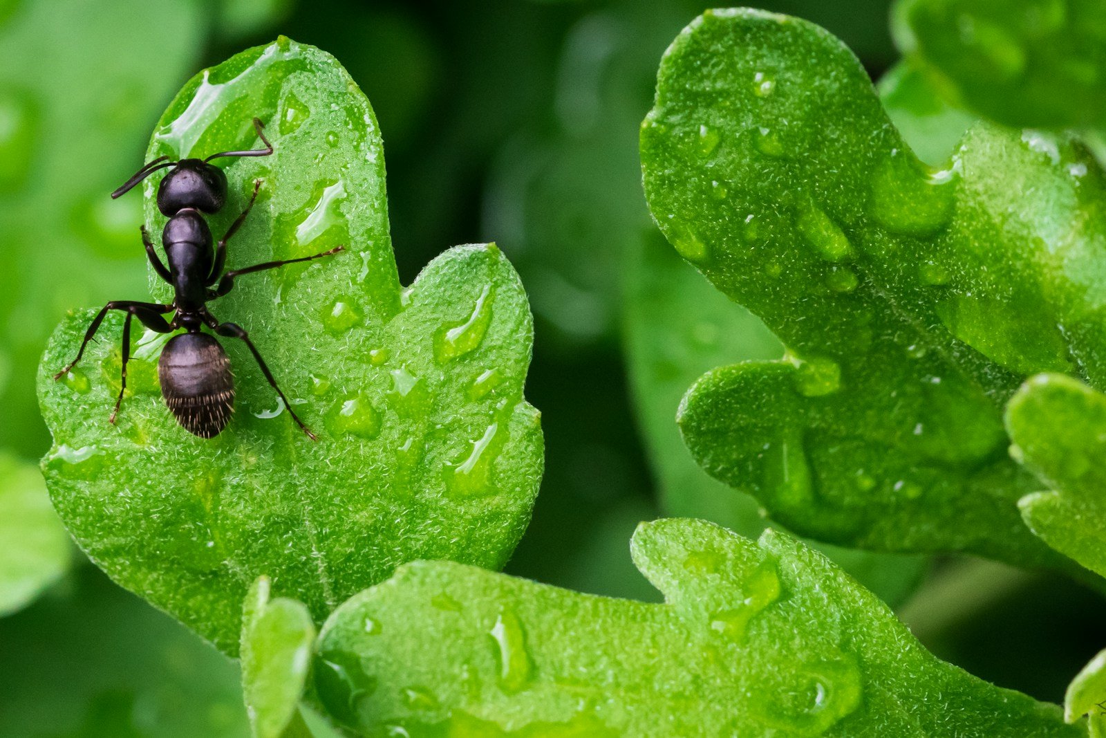 File de fourmis noires du jardin sur un chemin de terre