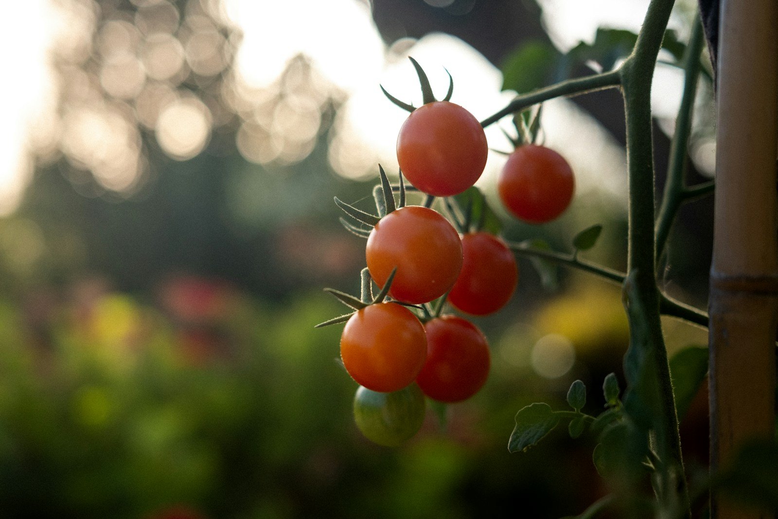 Filet anti-grêle tendu au-dessus d'un rang de tomates