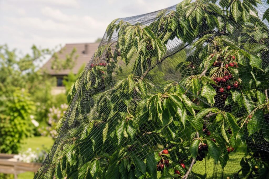 Filet de protection installé sur un arbre fruitier au jardin