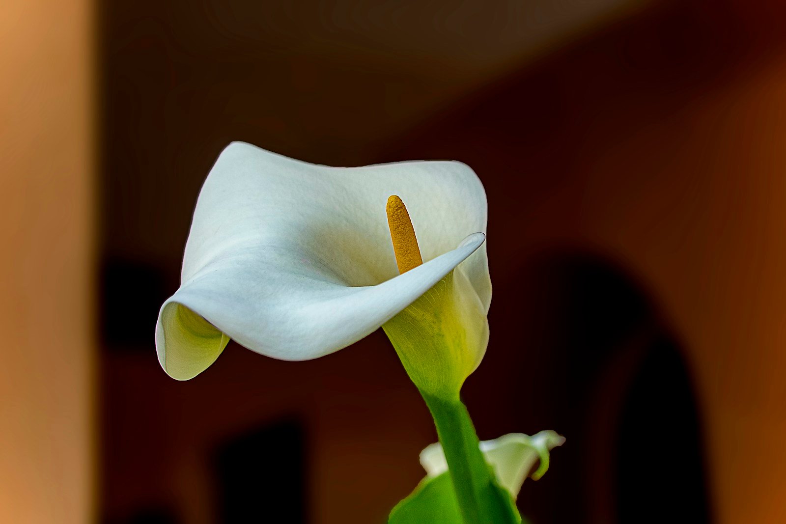 Fleur d'arum blanche, forme en cornet caractéristique