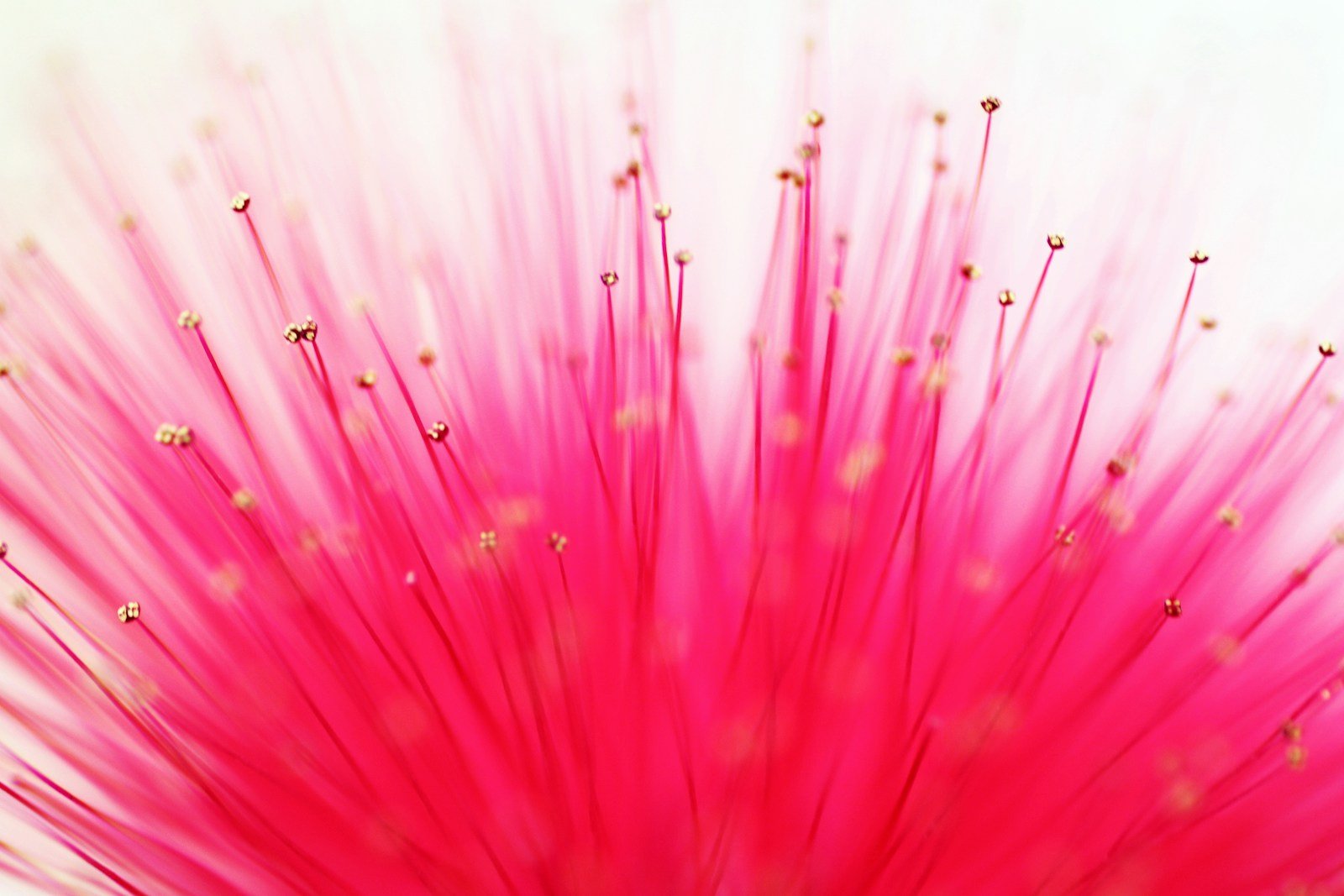 Fleur rose en pompon soyeux de l'albizia