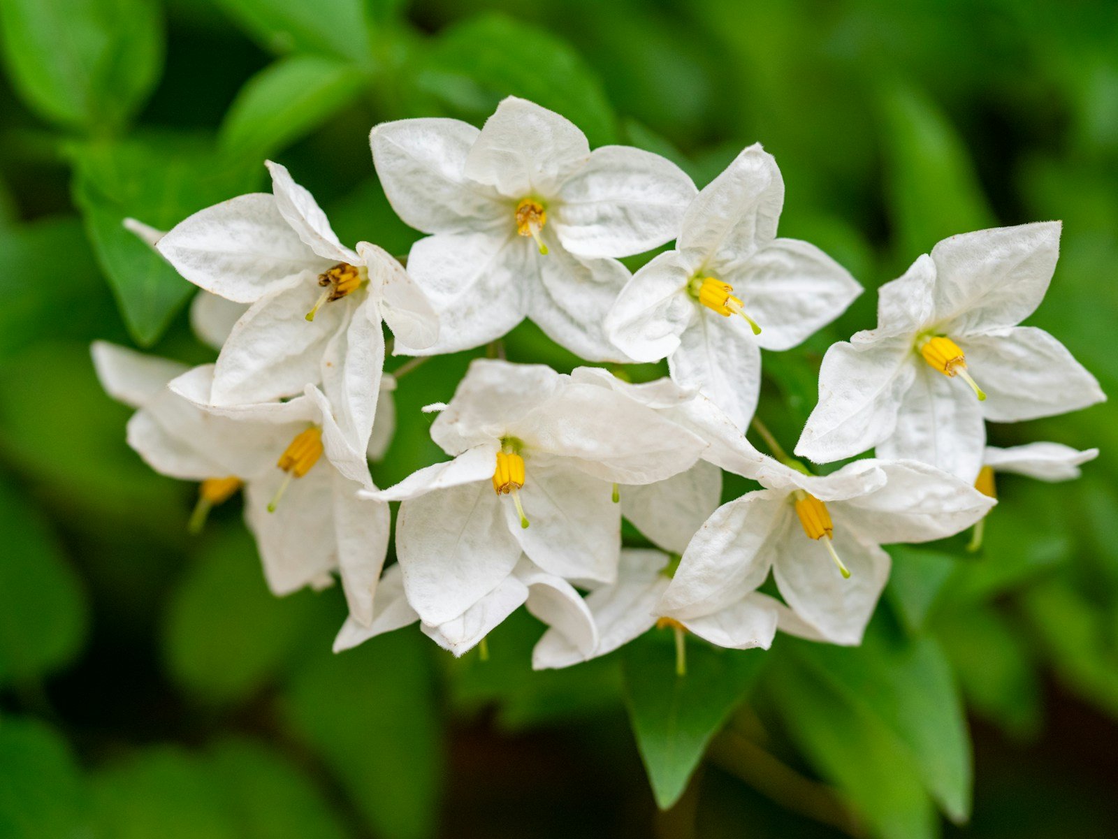 Fleurs blanches étoilées et parfumées du jasmin étoilé en gros plan