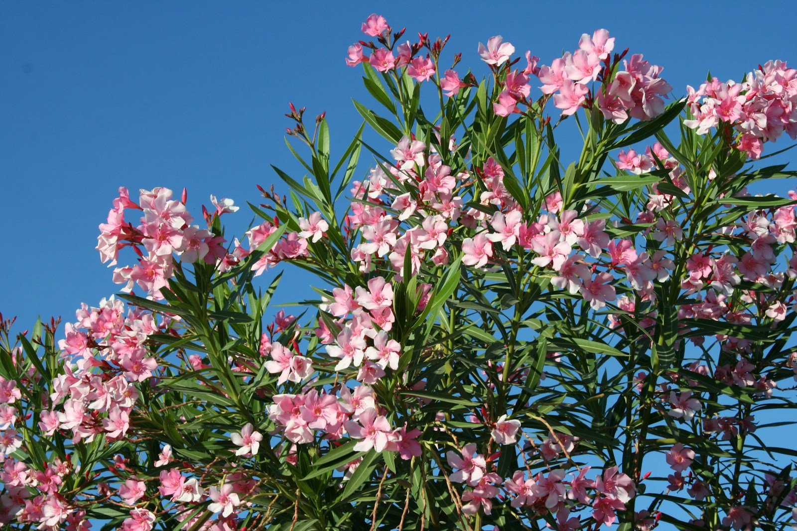 Fleurs de laurier-rose à côté d'une haie de laurier-palme