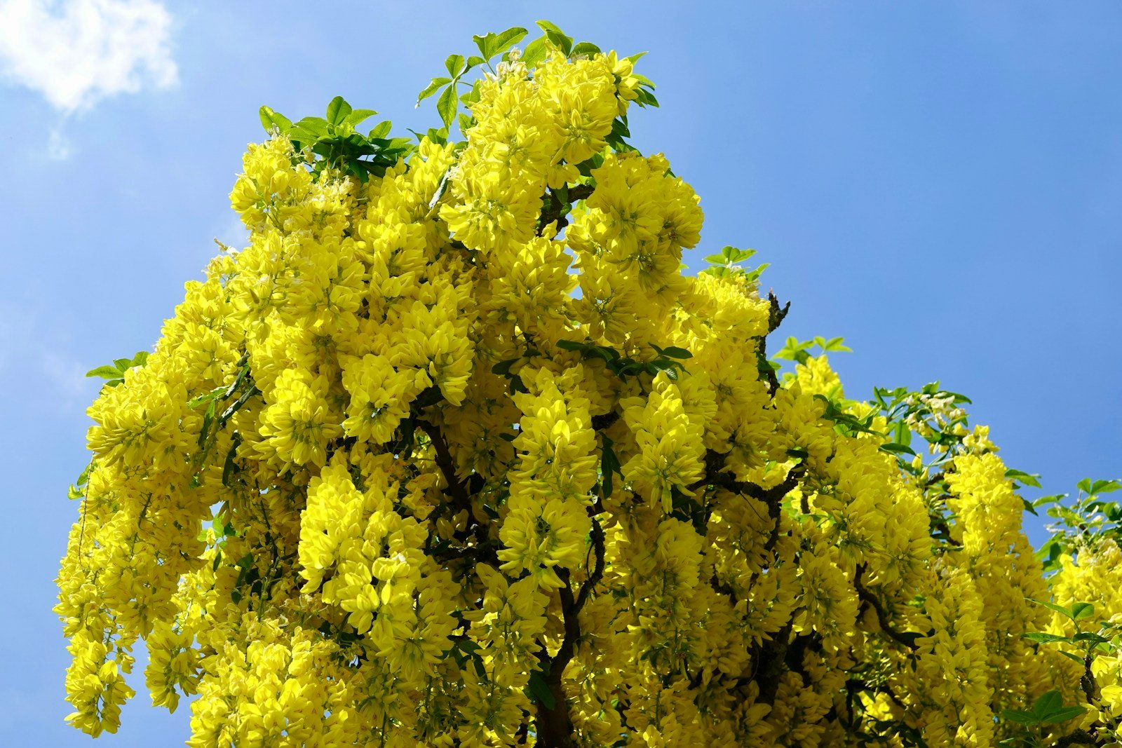 Fleurs jaunes du cytise, à ne pas confondre avec le robinier
