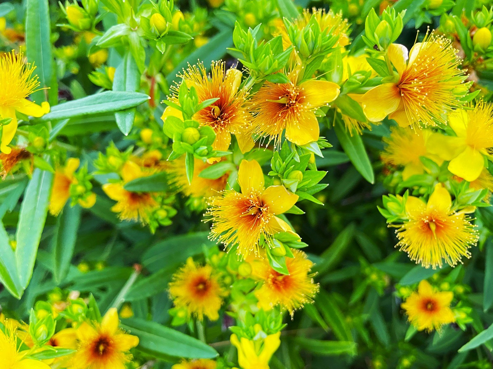 Fleurs jaunes du millepertuis officinal, à ne pas confondre avec l'hypericum de fleuriste