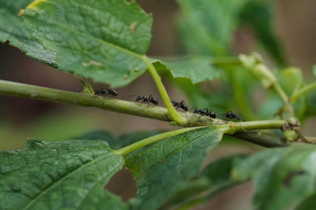 Fourmis noires du jardin circulant sur une tige entre les feuilles