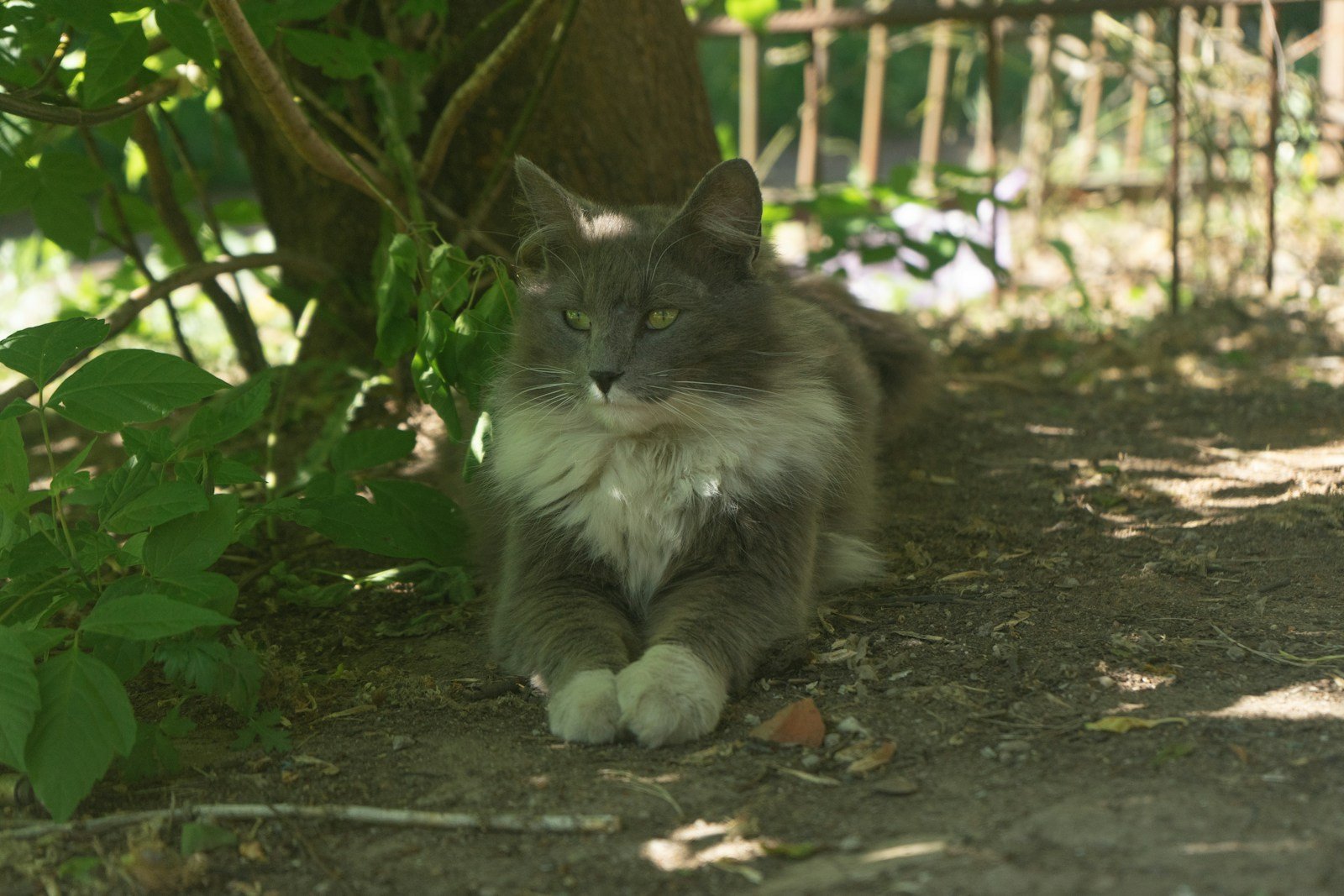 Gamelle de croquettes posée à l'abri dans un coin du jardin