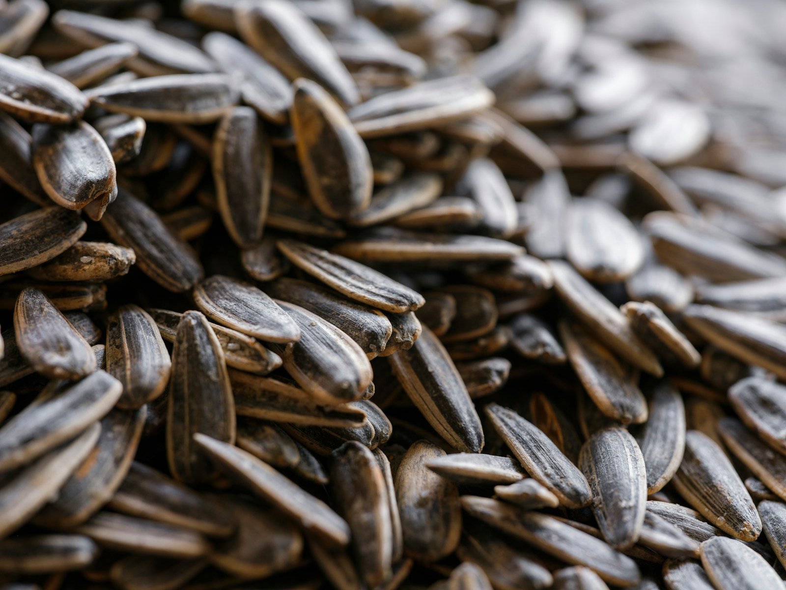 Graines de tournesol noir, la base d'un bon mélange