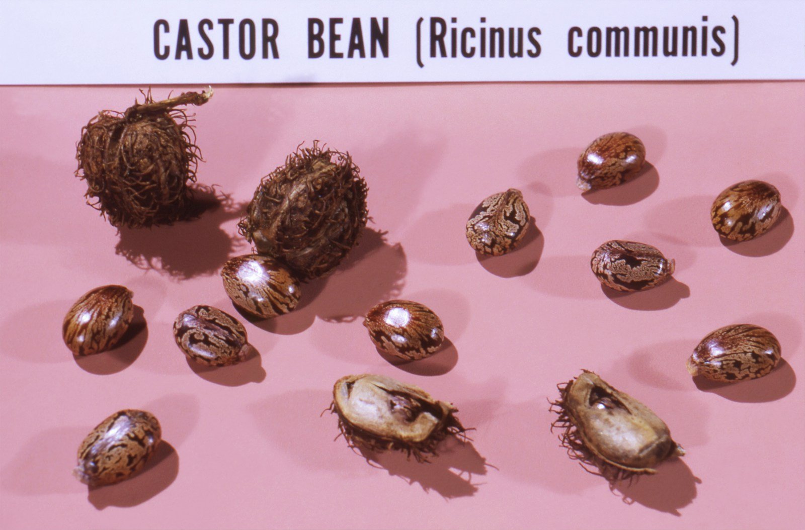 Graines et gousses du ricin, la plante à l'origine du tourteau