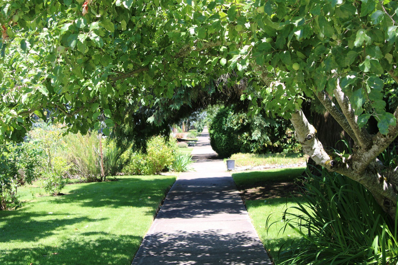 Grand arbre d'ombre en isolé dans un jardin structuré
